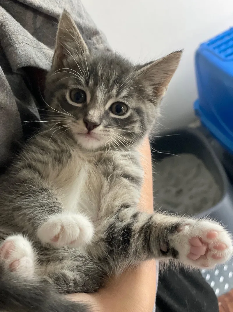 A baby medium-sized male Tabby cat named Sanji for adoption in Island Lake, IL