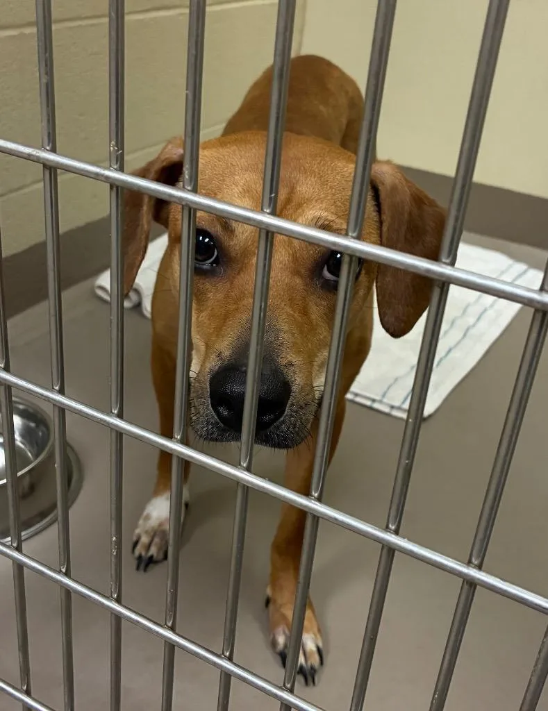 A young medium-sized female Mixed Breed dog named Poppy for adoption in Christiansburg, VA