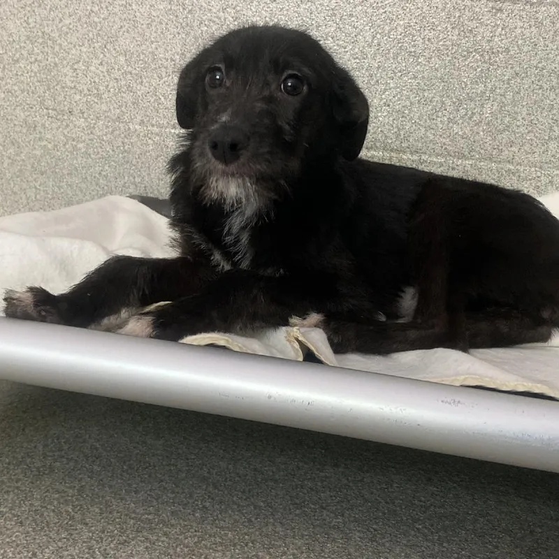 A baby medium-sized female Black Australian Shepherd dog named Hollie for adoption in Columbus, NC