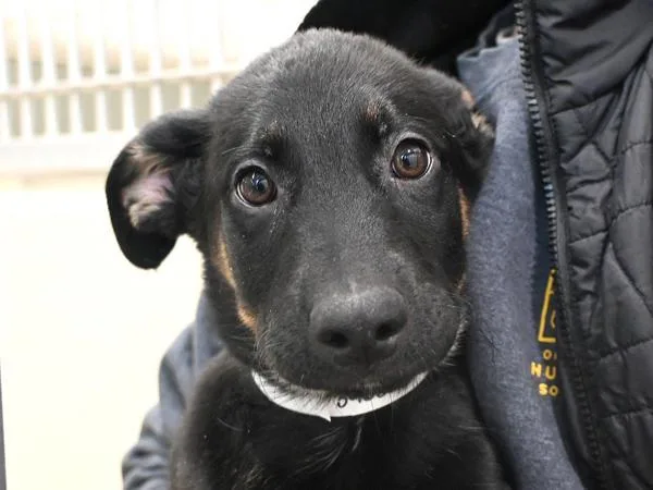 A baby small-sized male German Shepherd Dog dog named Schnitzel for adoption in Portland, OR