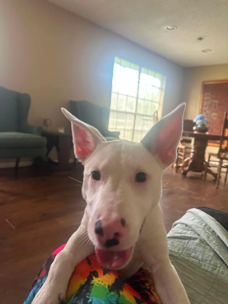 A young medium-sized female American Staffordshire Terrier dog named Pixie for adoption in Sugar Land, TX
