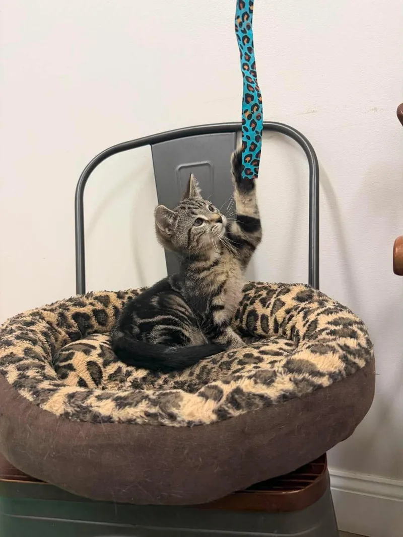 A young medium-sized male Tiger cat named Tempo for adoption in Fulton, NY
