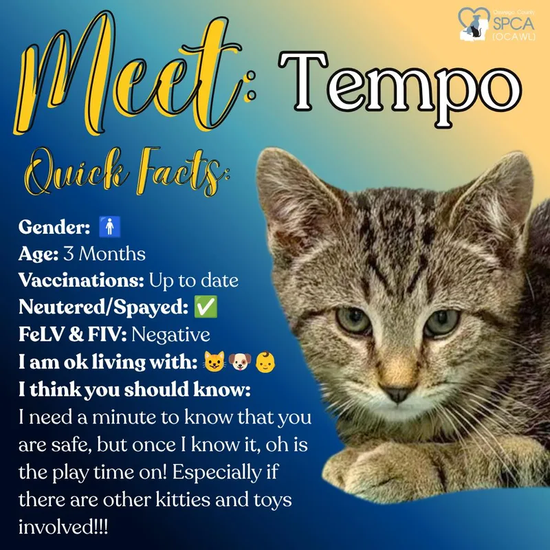 Tempo thumbnail 3