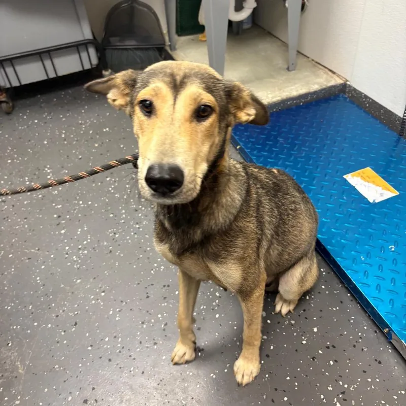 A young medium-sized female Brown / Chocolate Mixed Breed dog named Star for adoption in Columbiana, AL