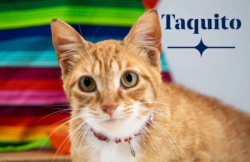 A young small-sized female Orange / Red Domestic Short Hair cat named Taquito for adoption in Sevierville, TN