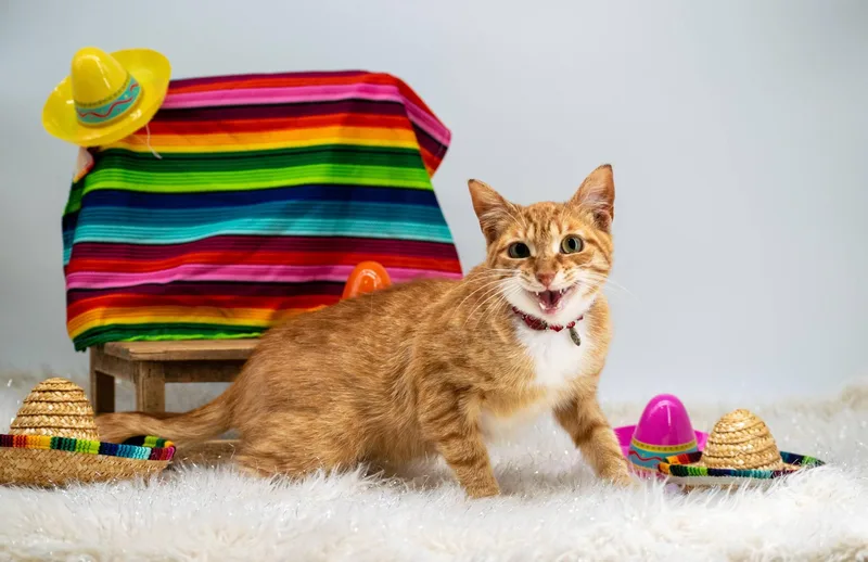 Taquito thumbnail 3