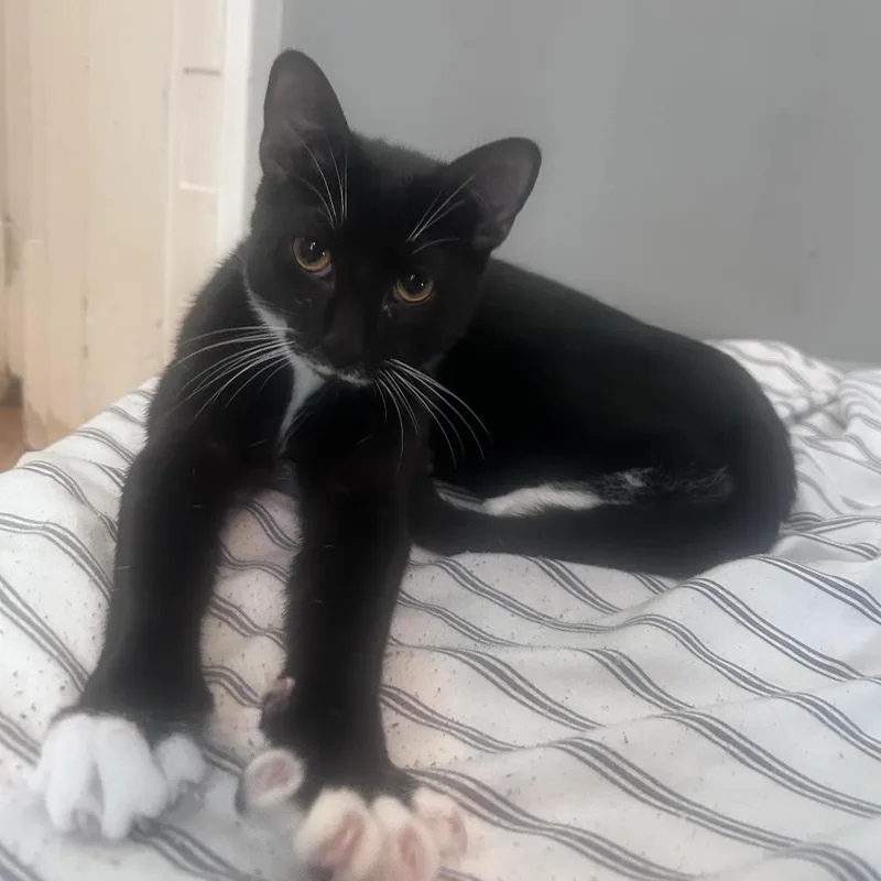 A young small-sized female Black Domestic Short Hair cat named Theo for adoption in Lynchburg, VA