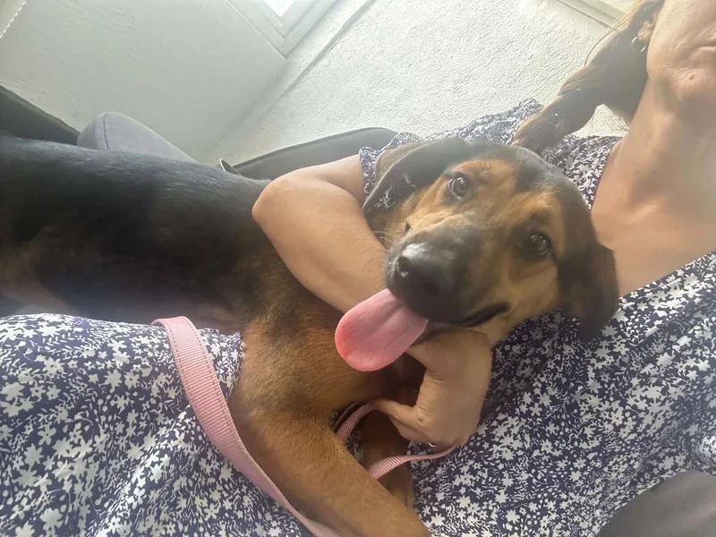 A young medium-sized female Foxhound dog named Penelope for adoption in Escondido, CA