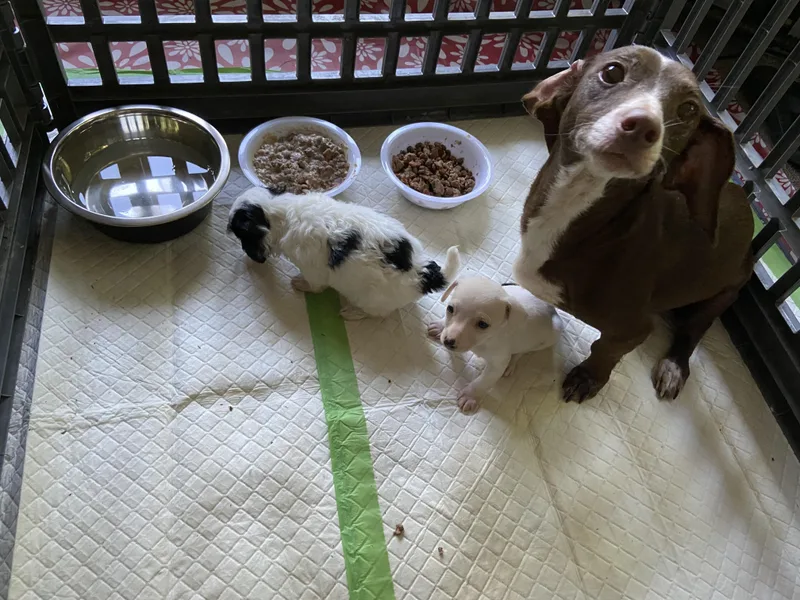 An adult small-sized female Brown / Chocolate Dachshund dog named Momma Ruby for adoption in Newfoundland, NJ