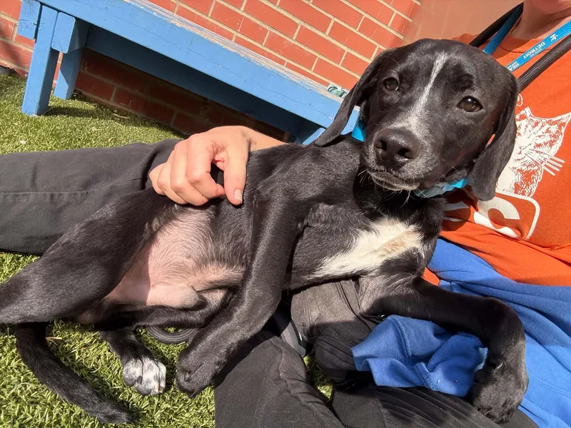A baby medium-sized male Labrador Retriever dog named Castle for adoption in Oxford, MI