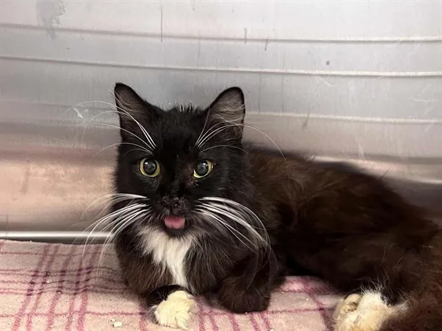 A senior small-sized female Domestic Short Hair cat named Sharon for adoption in Tustin, CA