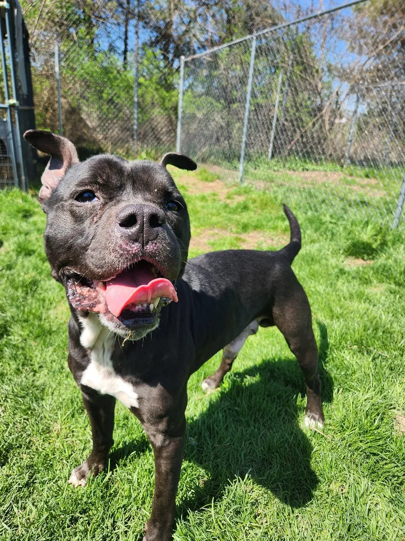 An adult medium-sized male Pit Bull Terrier dog named Franklin for adoption in Caro, MI