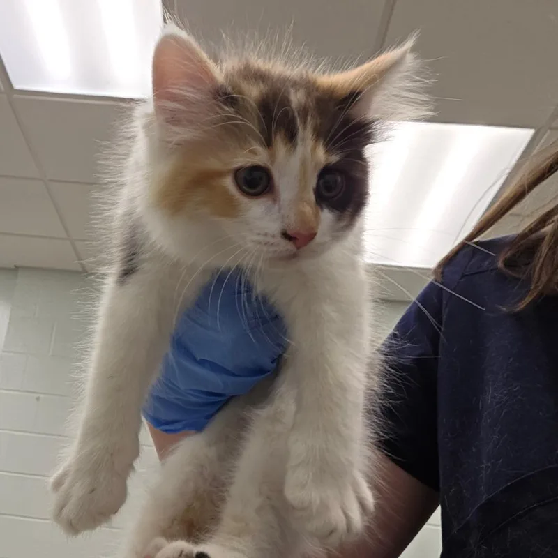 A baby small-sized female Calico Domestic Short Hair cat named Boulder for adoption in Chattanooga, TN