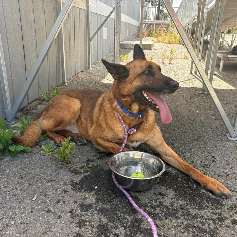 An adult large-sized male Red / Chestnut / Orange German Shepherd Dog dog named Peso for adoption in St. Helena, CA