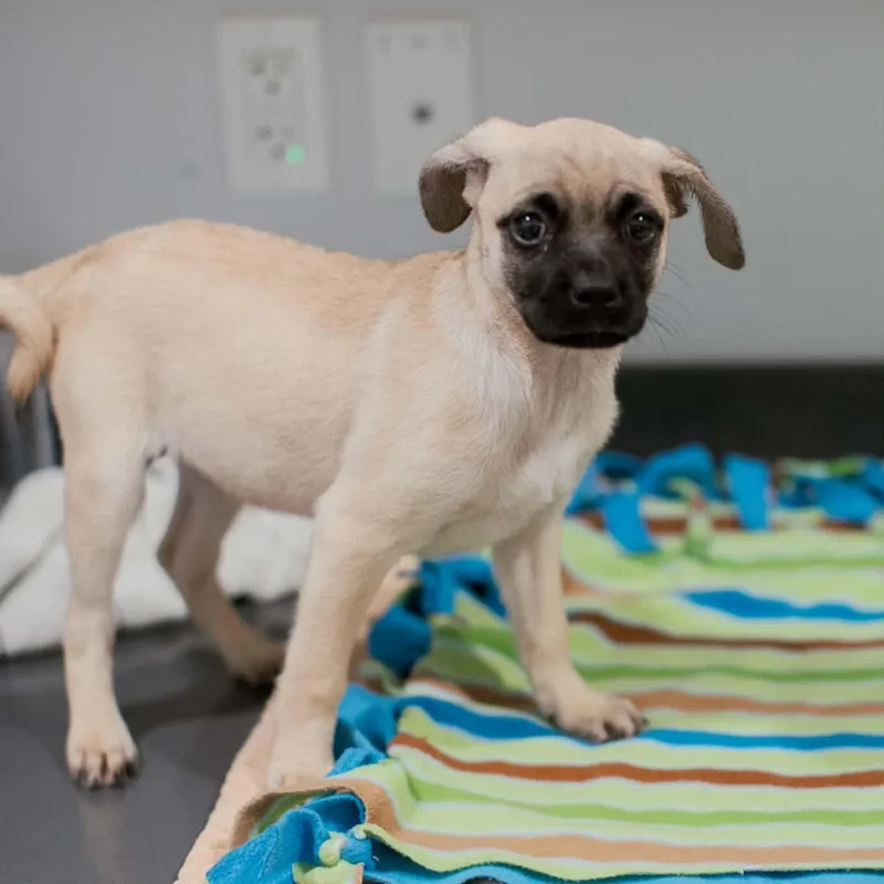 A baby medium-sized female Pug dog named Mexican Pizza for adoption in Danbury, CT