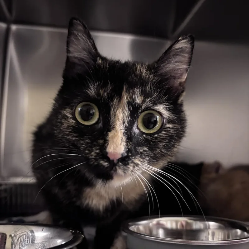 A young medium-sized female Tortoiseshell Domestic Short Hair cat named String Bean for adoption in Asheville, NC