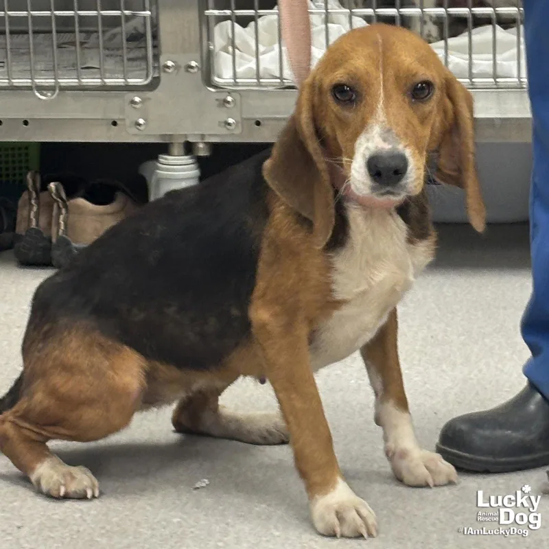 A young small-sized female Beagle dog named Angie for adoption in Washington, DC