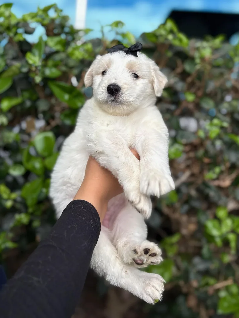A baby medium-sized female White / Cream Poodle dog named Yoko for adoption in South El Monte, CA