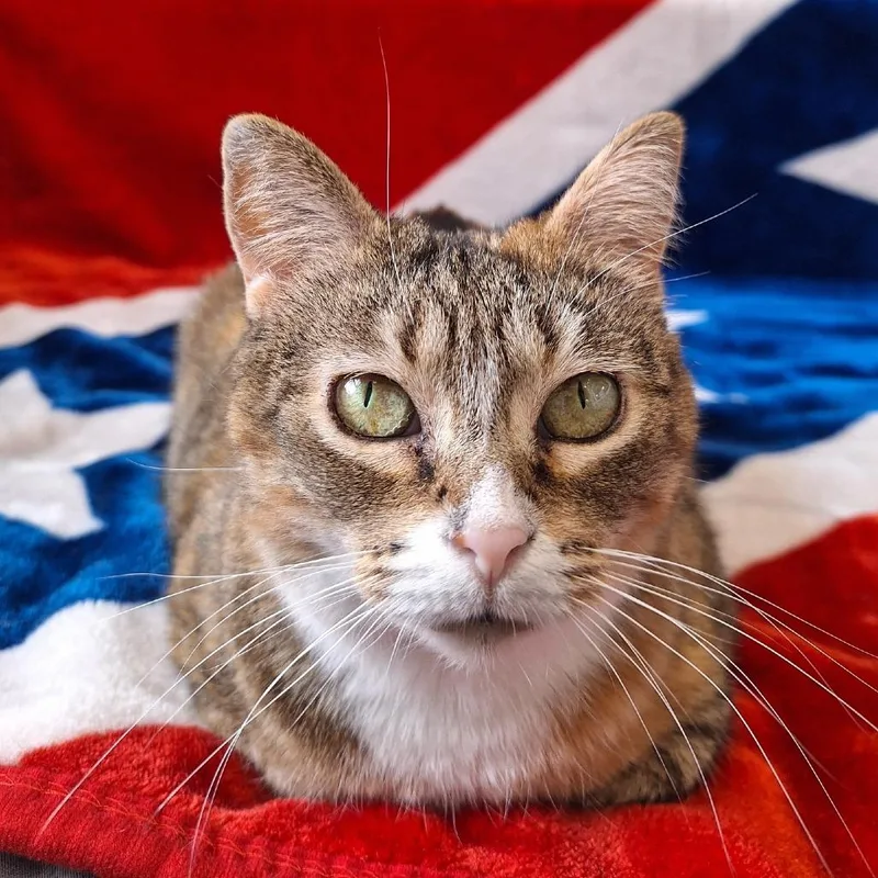 An adult medium-sized female Calico Domestic Short Hair cat named Salsa for adoption in Attica, NY