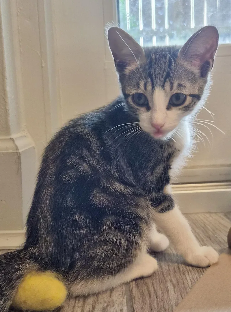 A baby small-sized female Domestic Short Hair cat named Nutmeg for adoption in Houston, TX