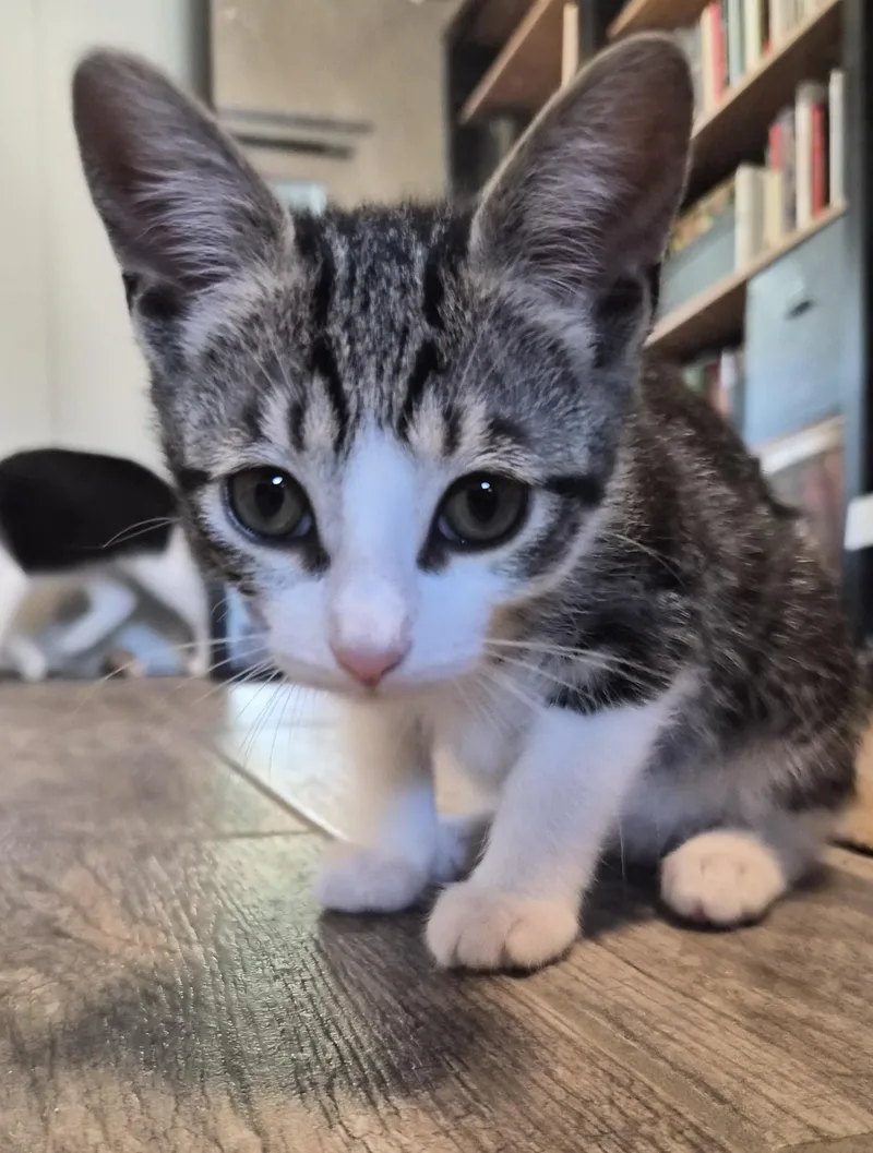 Nutmeg thumbnail 4