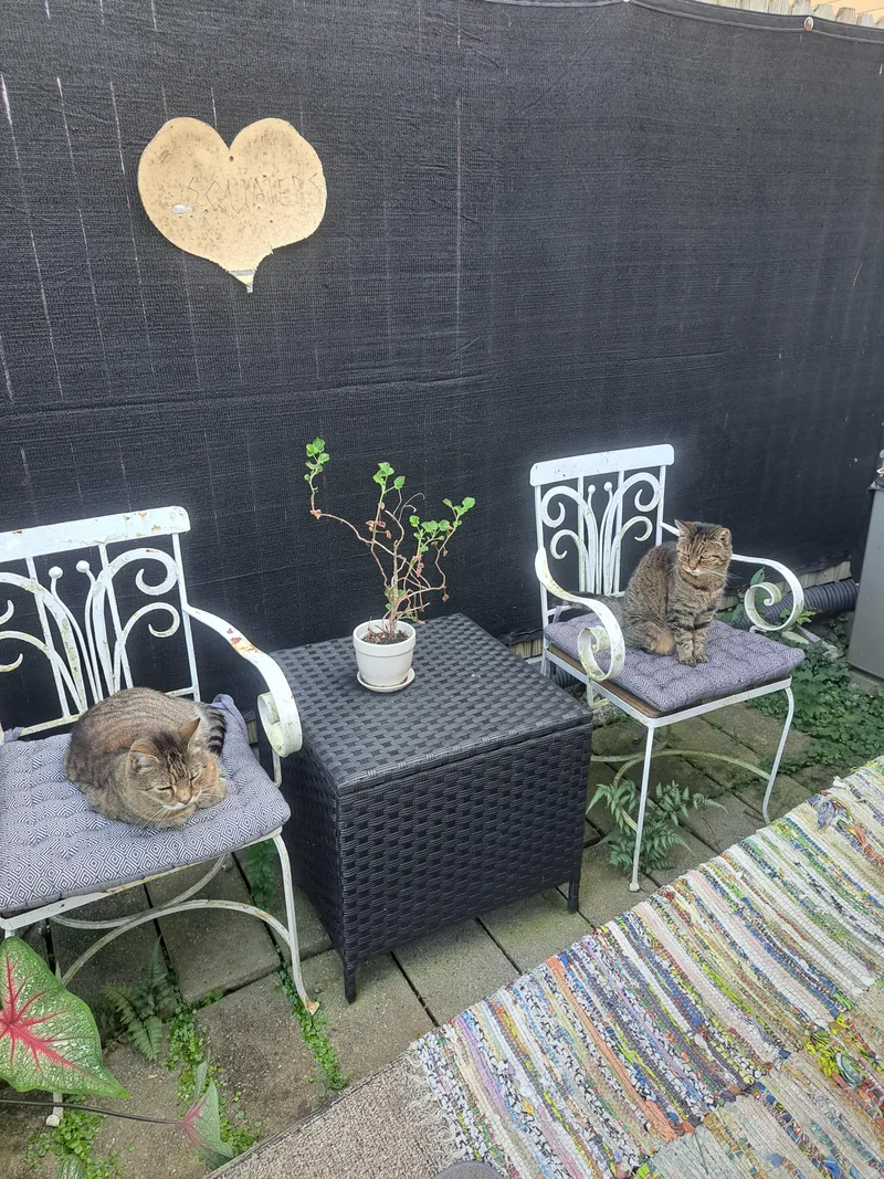 A senior medium-sized male Tabby (Brown / Chocolate) Domestic Short Hair cat named Albert & Freddie for adoption in Lemoyne, PA
