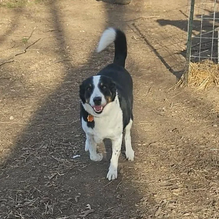 An adult large-sized male Black Border Collie dog named Lucas Fc for adoption in Union, MO