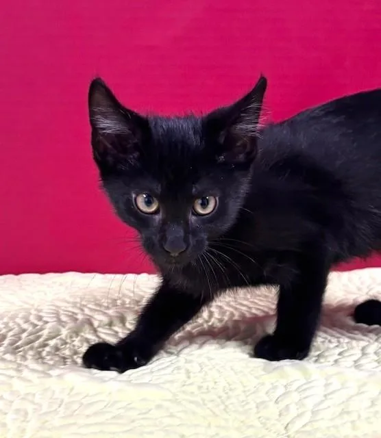 A baby medium-sized male Black Domestic Short Hair cat named Veterans Day for adoption in Hawk Point, MO