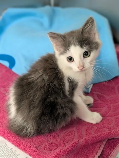 A baby medium-sized female Domestic Medium Hair cat named Frappe for adoption in Dallas, TX