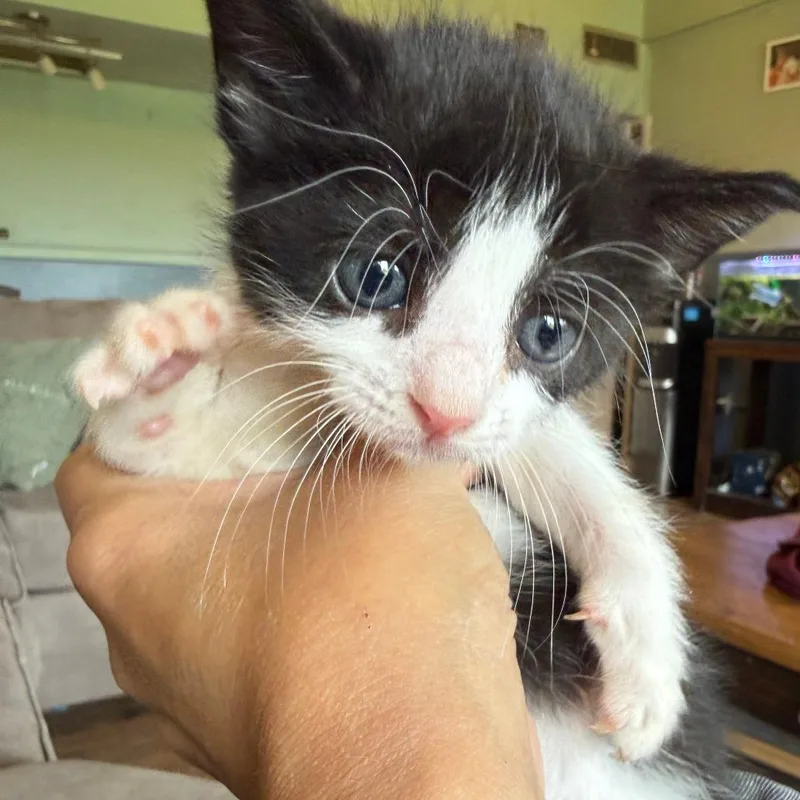 A baby small-sized male Black Domestic Short Hair cat named Skunk Ape for adoption in Morrisville, VT