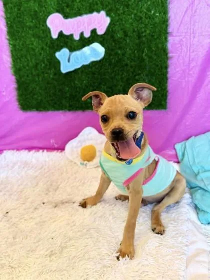 A baby small-sized male Chihuahua dog named Nitro for adoption in Visalia, CA