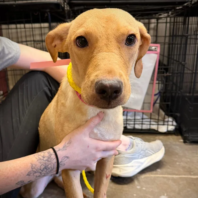 A young medium-sized female Brown / Chocolate Mixed Breed dog named Winnie for adoption in Ardmore, OK