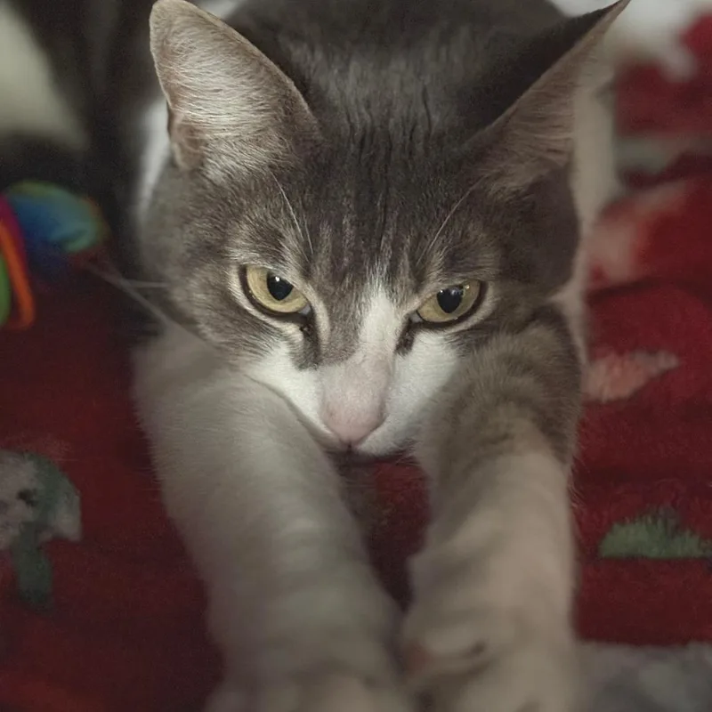 Serafina thumbnail 2