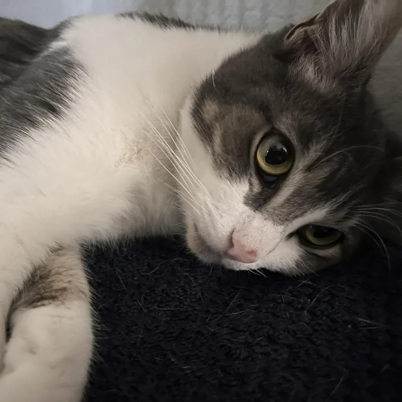 Serafina thumbnail 3