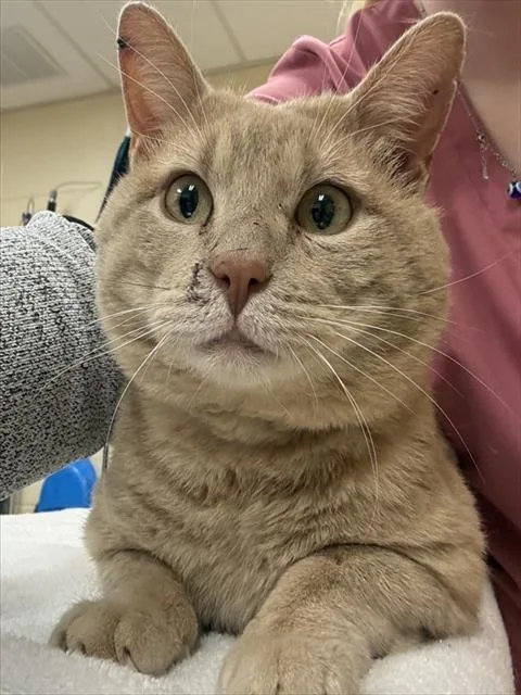 An adult small-sized male Domestic Short Hair cat named Dorito for adoption in Aliquippa, PA