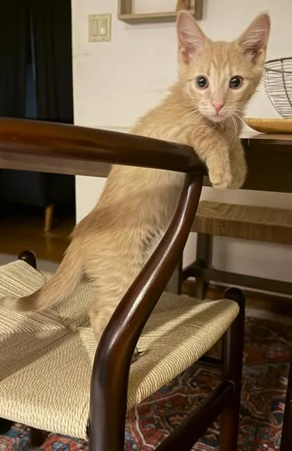 A young small-sized male Domestic Short Hair cat named Solace for adoption in Phoenix, AZ