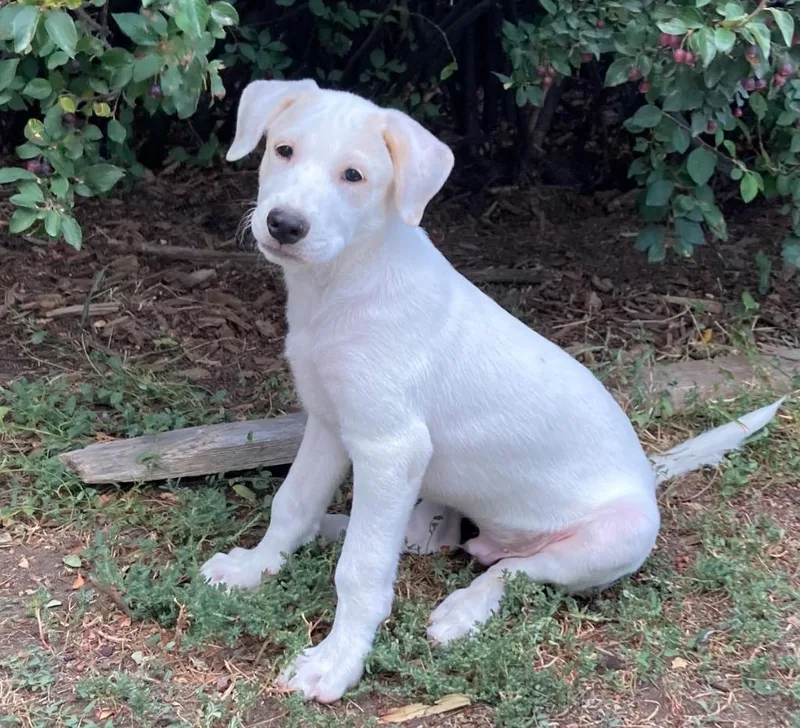 A baby medium-sized male Australian Cattle Dog / Blue Heeler dog named O'Neal for adoption in Fort Lupton, CO