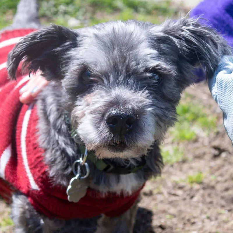 A senior small-sized female Gray / Blue / Silver Cairn Terrier dog named Paris Bonded W May for adoption in Kennebunk, ME
