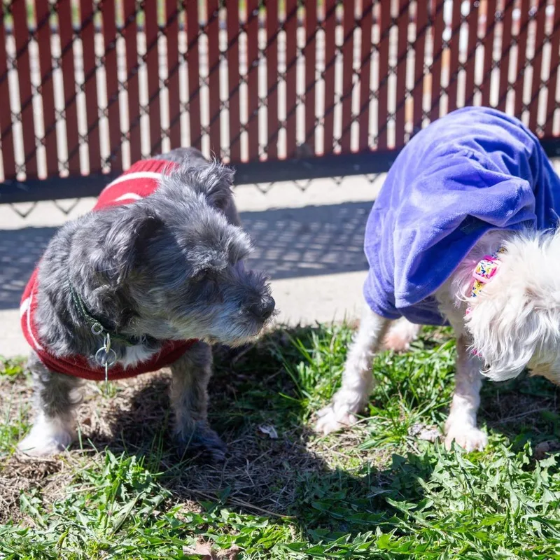 Paris Bonded W May thumbnail 4