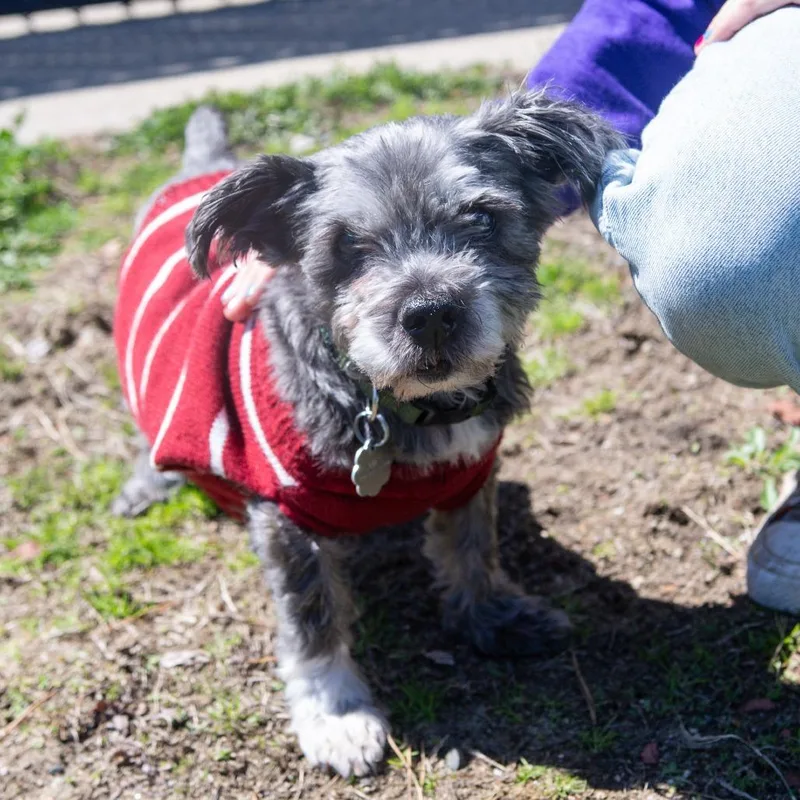 Paris Bonded W May thumbnail 6