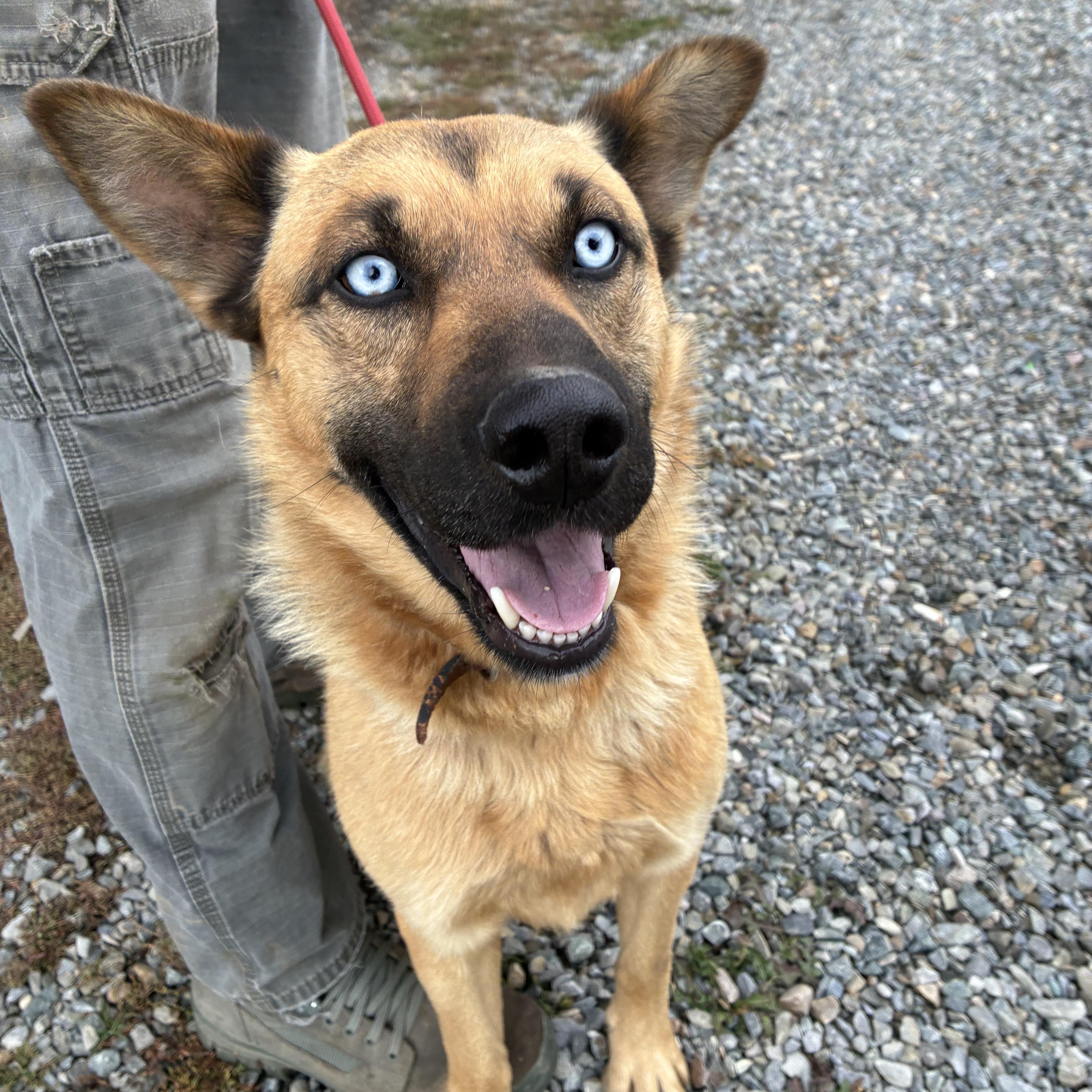 A young medium-sized male Brown / Chocolate Mixed Breed dog named Jack for adoption in Bonners Ferry, ID