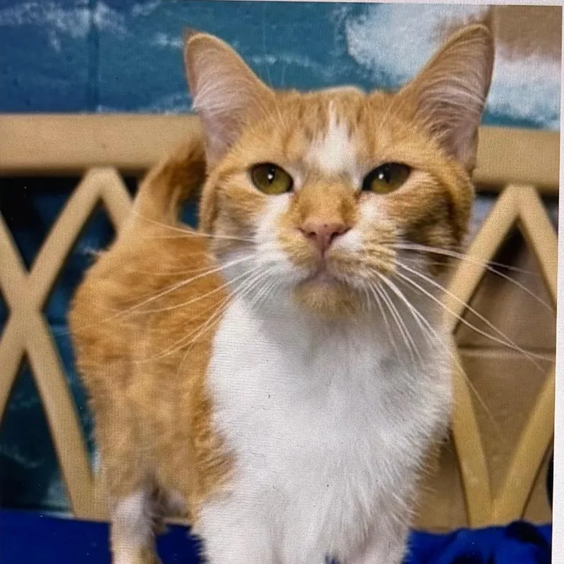 An adult medium-sized female Orange / Red Domestic Short Hair cat named Gloria for adoption in Bristol, IN