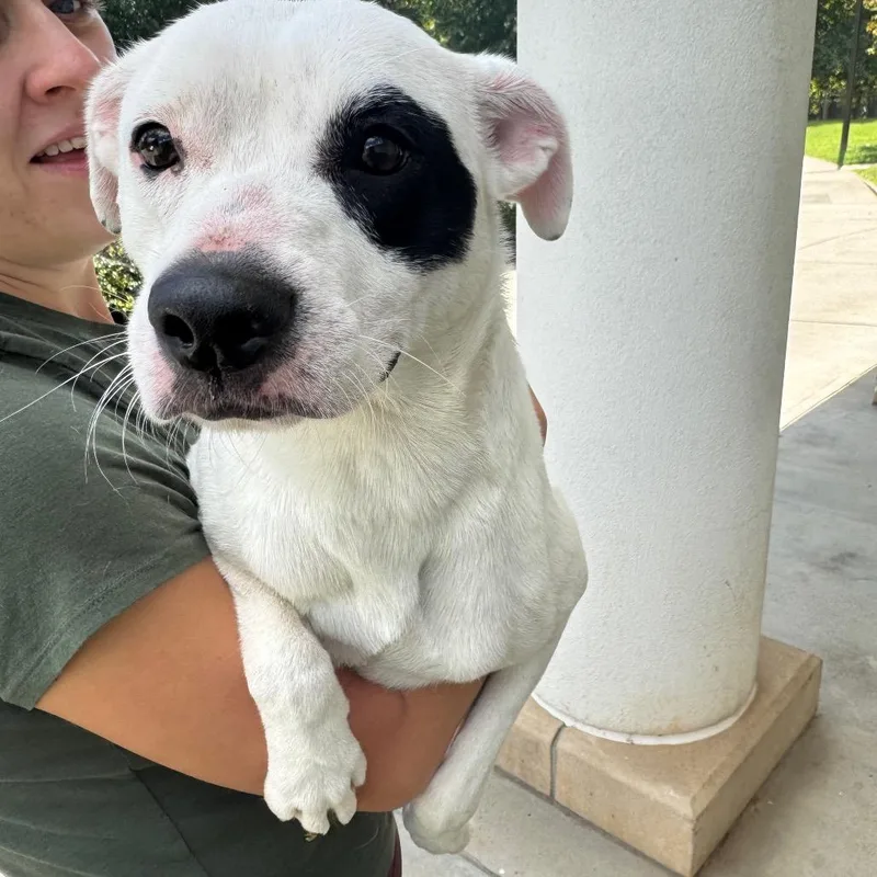 A young medium-sized female Mixed Breed dog named Petey for adoption in Winston-Salem, NC