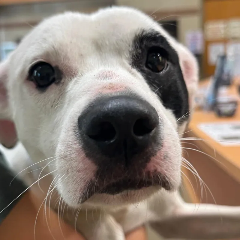 Petey thumbnail 2