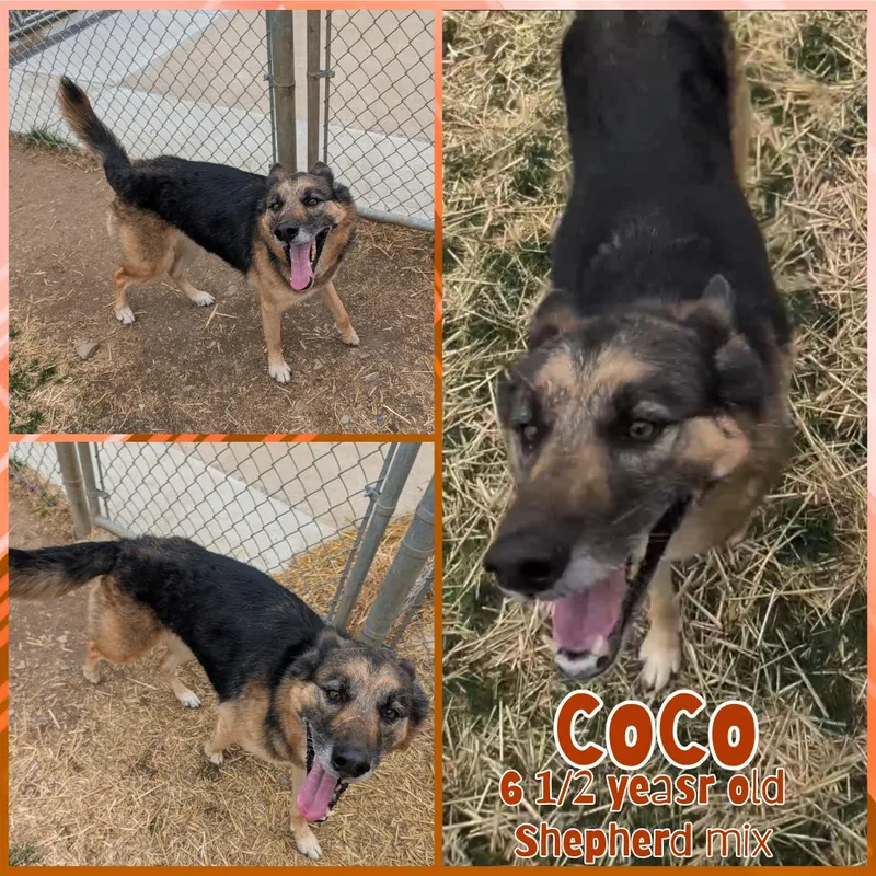 An adult medium-sized female Black German Shepherd Dog dog named Coco for adoption in Franklin, IN