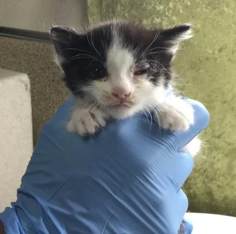 A baby small-sized female Domestic Short Hair cat named Saturn for adoption in Riverside, CA