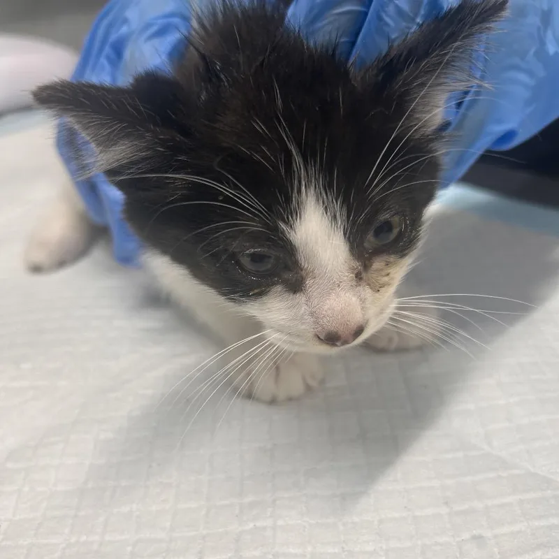 A baby small-sized male Black Domestic Short Hair cat named Sparkler for adoption in Summerville, SC