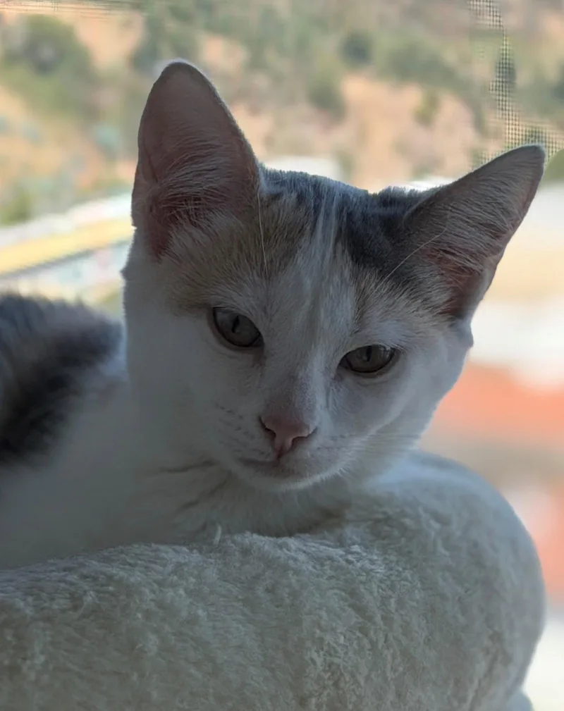 A baby medium-sized female Dilute Calico cat named Peninsula: Clara for adoption in Palo Alto, CA