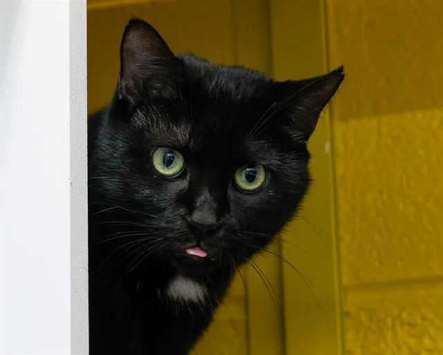An adult small-sized female Domestic Short Hair cat named Butterball for adoption in Easton, MD
