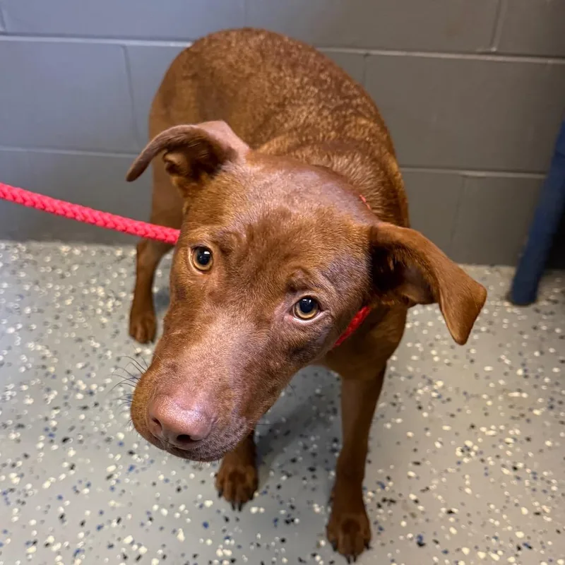 A young medium-sized female Brown / Chocolate German Shorthaired Pointer dog named TUSCStray for adoption in Tuscaloosa, AL